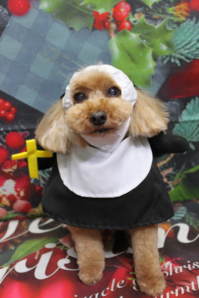 千葉県船橋市のトイプードルのトリミング画像