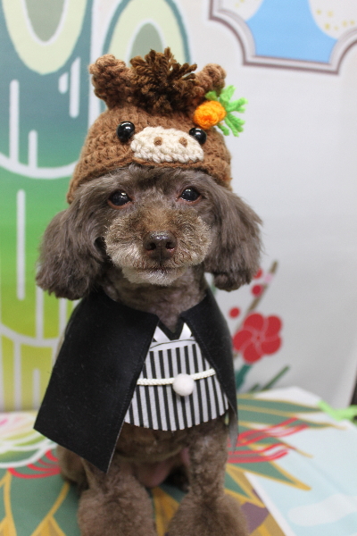 千葉県柏市のトイプードルのトリミング画像