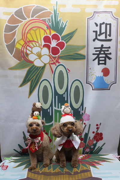 神奈川県横浜市のトイプードルのトリミング画像