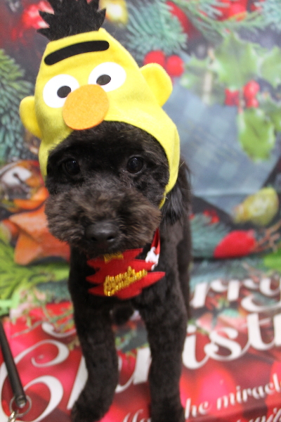 千葉県船橋市のトイプードルのトリミング画像