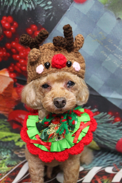 千葉県船橋市のトイプードルのトリミング画像