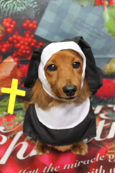 千葉県鎌ケ谷のミニチュアダックスのトリミング画像