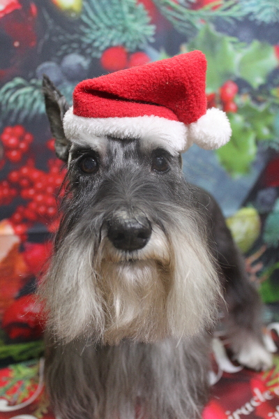千葉県船橋市のミニチュアシュナウザーのトリミング画像