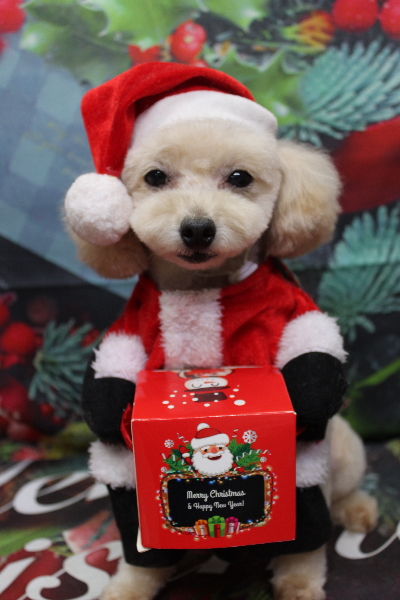 千葉県鎌ケ谷市のトイプードルのトリミング画像