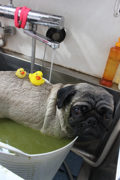 千葉県鎌ケ谷市のパグのハーブ湯画像