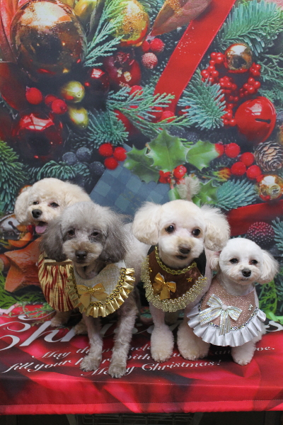 千葉県鎌ケ谷市のトイプードルのトリミング画像