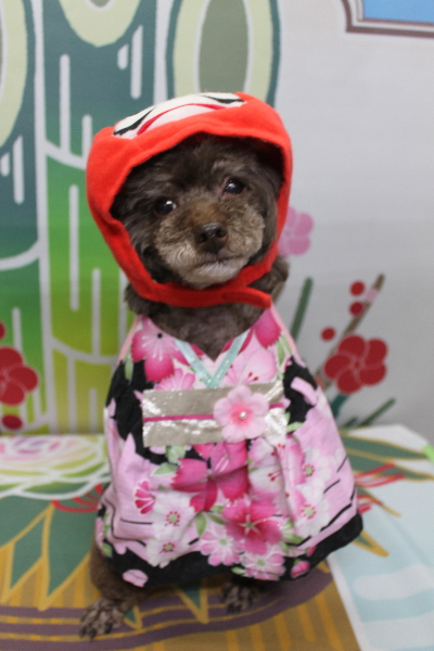 千葉県柏市のトイプードルのトリミング画像