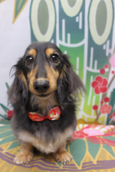 千葉県船橋市のミニチュアダックスのトリミング画像