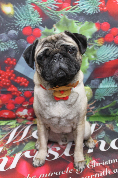 千葉県鎌ケ谷市のパグのトリミング画像