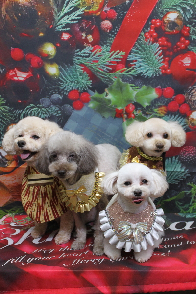 千葉県鎌ケ谷市のトイプードルのトリミング画像