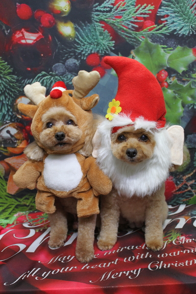 千葉県船橋市のトイプードルのトリミング画像