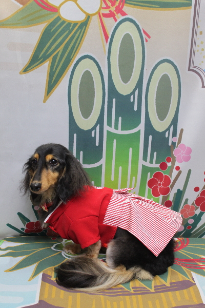 千葉県船橋市のミニチュアダックスのトリミング画像