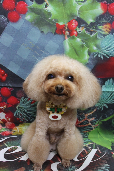 千葉県千葉市のトイプードルのトリミング画像