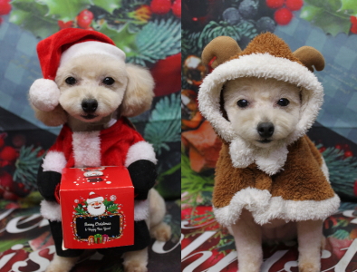 千葉県鎌ケ谷市のトイプードルのトリミング画像