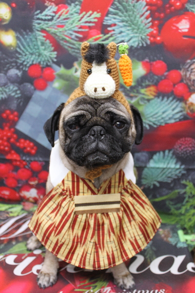 千葉県鎌ケ谷市のパグのトリミング画像