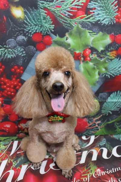 千葉県鎌ヶ谷市のトイプードルのトリミング画像