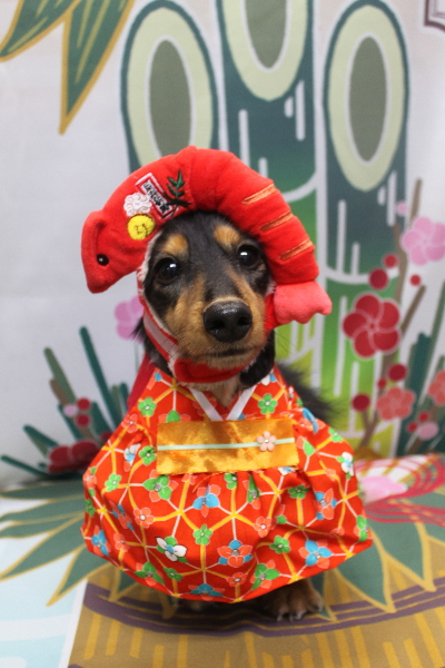 千葉県船橋市のミニチュアダックスのトリミング画像