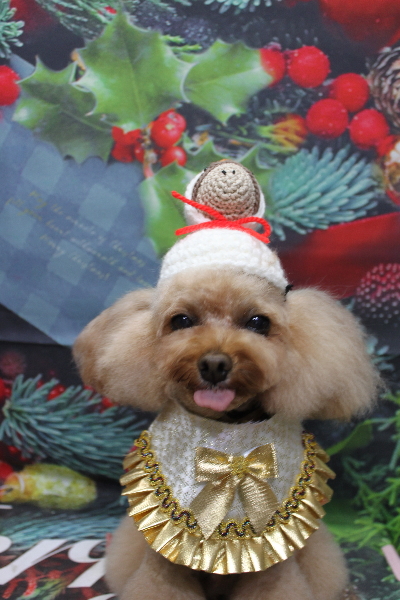 千葉県千葉市のトイプードルのトリミング画像