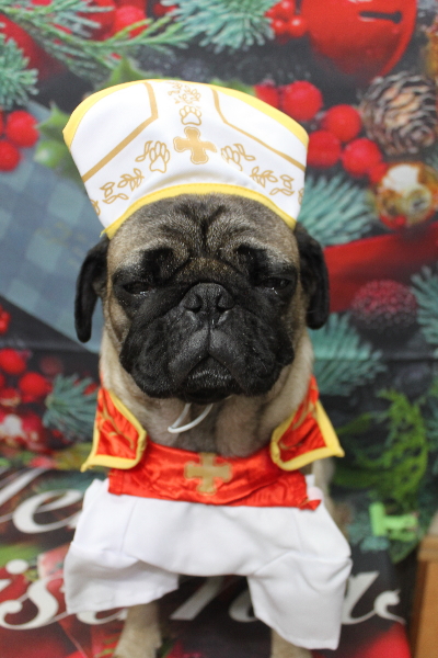 千葉県鎌ケ谷市のパグのトリミング画像