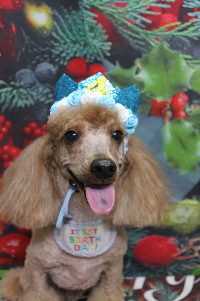 千葉県鎌ヶ谷市のトイプードルのトリミング画像