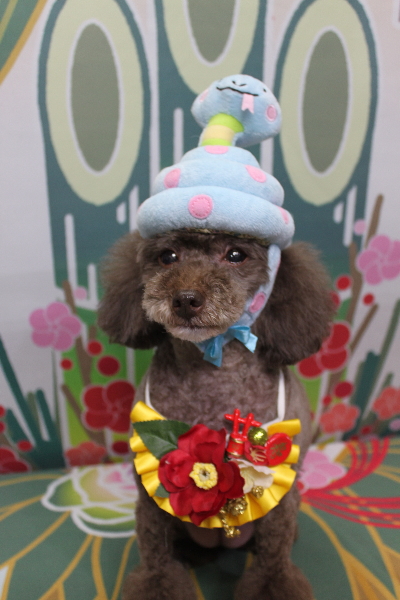 千葉県柏市のトイプードルのトリミング画像