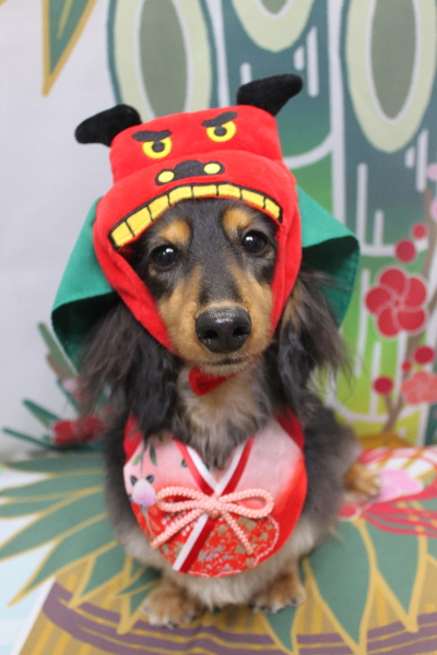 千葉県船橋市のミニチュアダックスのトリミング画像