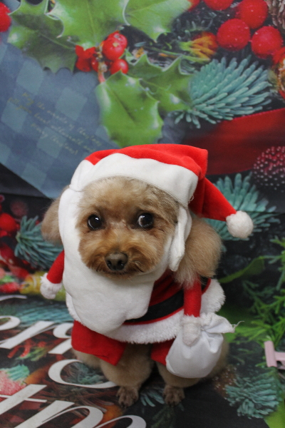 千葉県千葉市のトイプードルのトリミング画像