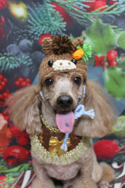 千葉県鎌ヶ谷市のトイプードルのトリミング画像