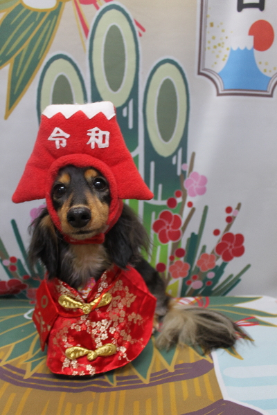 千葉県船橋市のミニチュアダックスのトリミング画像