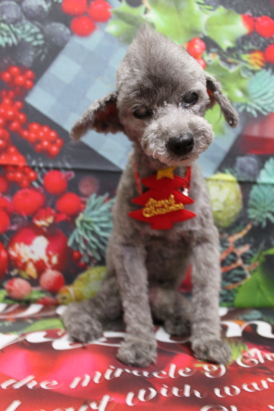 千葉県船橋市のトイプードルのトリミング画像