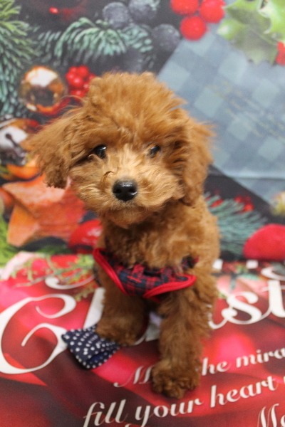 千葉県船橋市のトイプードルのトリミング前画像