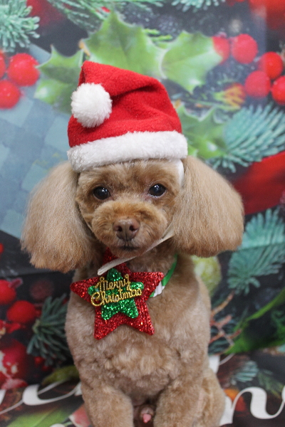 千葉県船橋市のトイプードルのトリミング画像