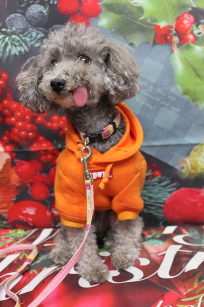 千葉県船橋市のトイプードルのトリミング前画像