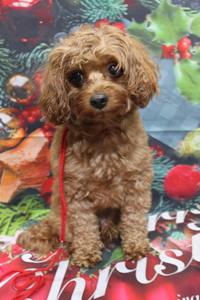 千葉県鎌ケ谷市のミックス犬のトリミング前画像