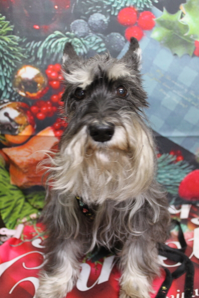 千葉県船橋市のミニチュアシュナウザーのトリミング前画像