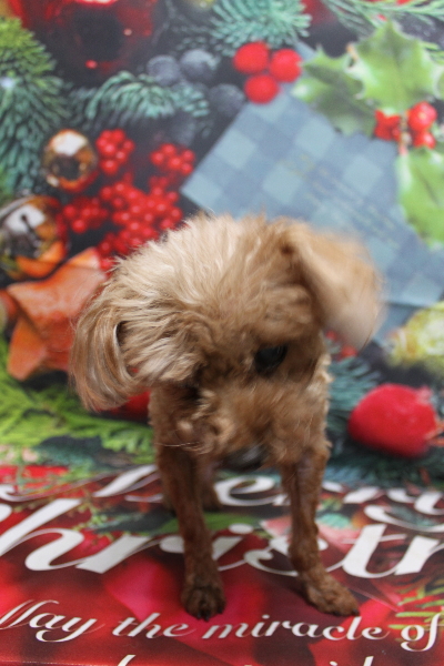 千葉県船橋市のトイプードルのトリミング前画像