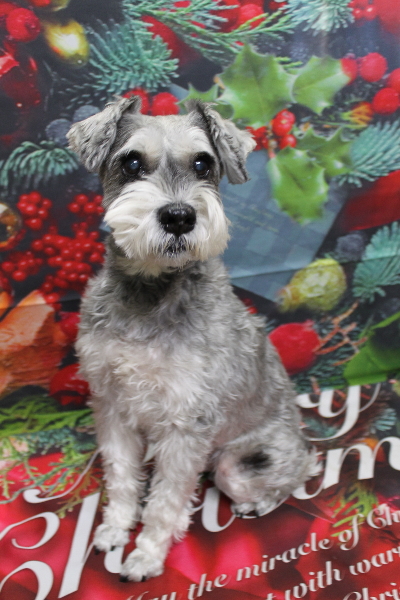 千葉県船橋市のミニチュアシュナウザーのトリミング前画像