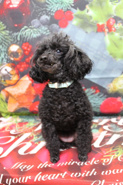 千葉県船橋市のトイプードルのトリミング前画像