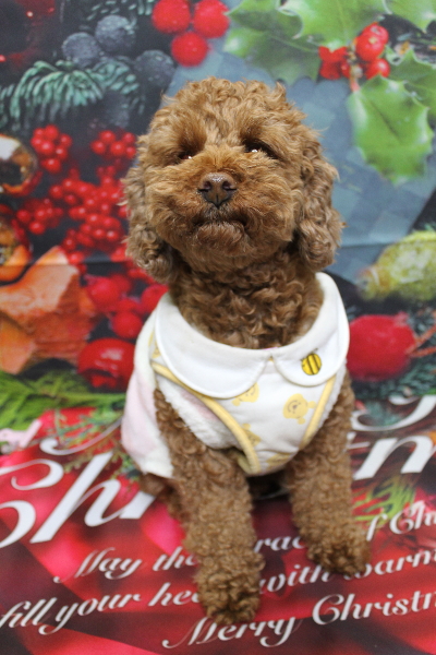 千葉県鎌ケ谷市トイプードルのトリミング前画像