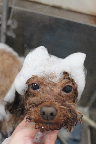 千葉県市川市のトイプードルのシャンプー画像