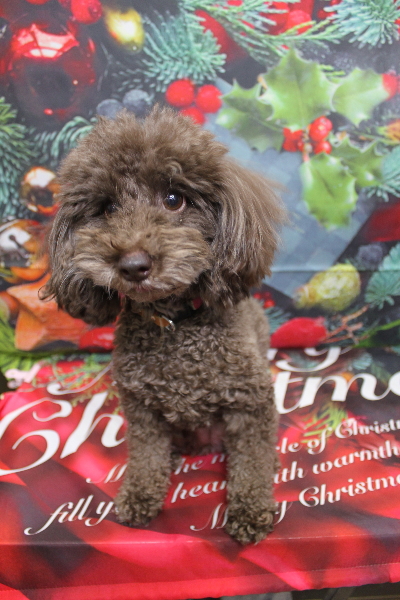 千葉県千葉市のトイプードルのトリミング前画像