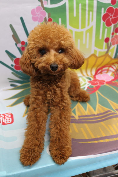 千葉県船橋市のトイプードルのトリミング前画像