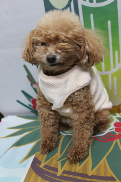 千葉県鎌ケ谷市のトイプードルのトリミング前画像