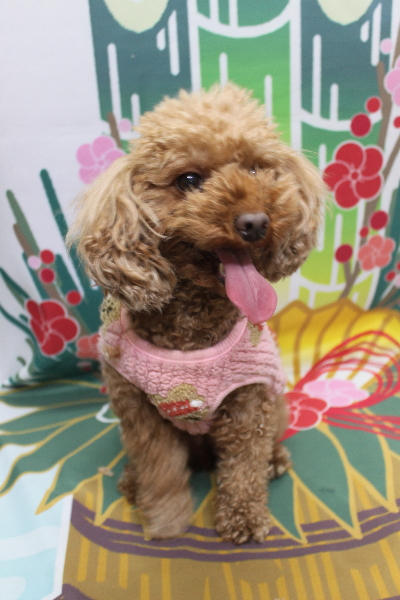 神奈川県横浜市のトイプードルのトリミング前画像