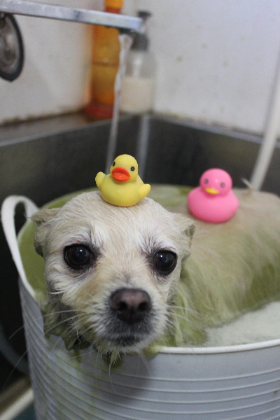 東京都港区のポメラニアンのハーブ湯画像