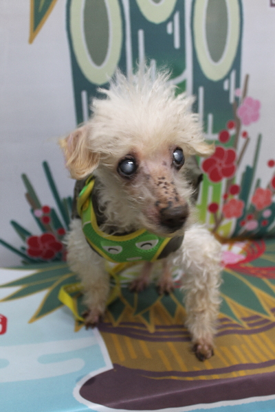 千葉県船橋市のトイプードルのトリミング前画像