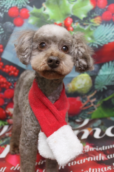 トイプードルブリーダーの成犬、トリミング画像