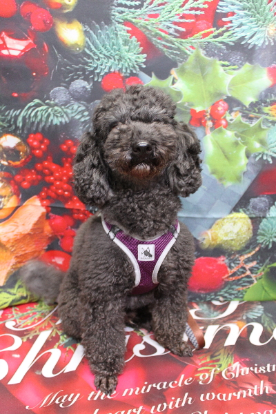 千葉県鎌ヶ谷市のトイプードルのトリミング前画像