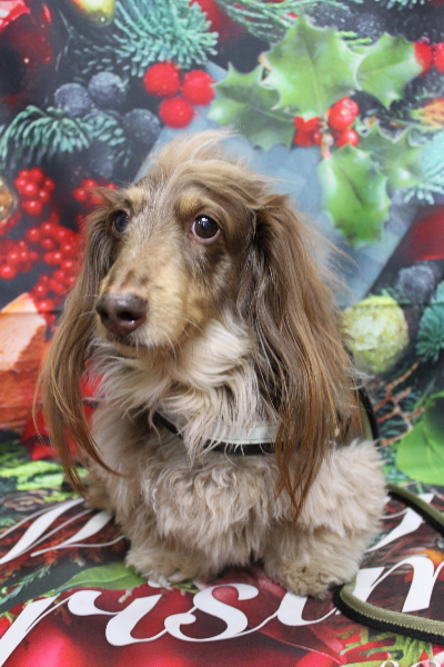 千葉県松戸市のミニチュアダックスのトリミング前画像