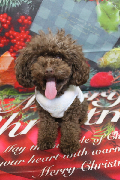 千葉県船橋市のトイプードルのトリミング前画像